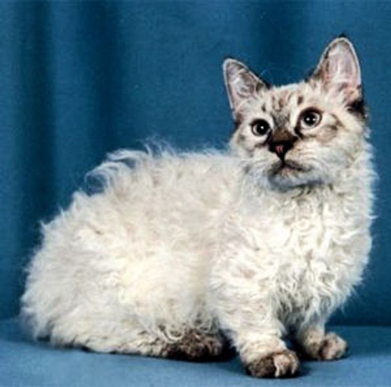 Skookum