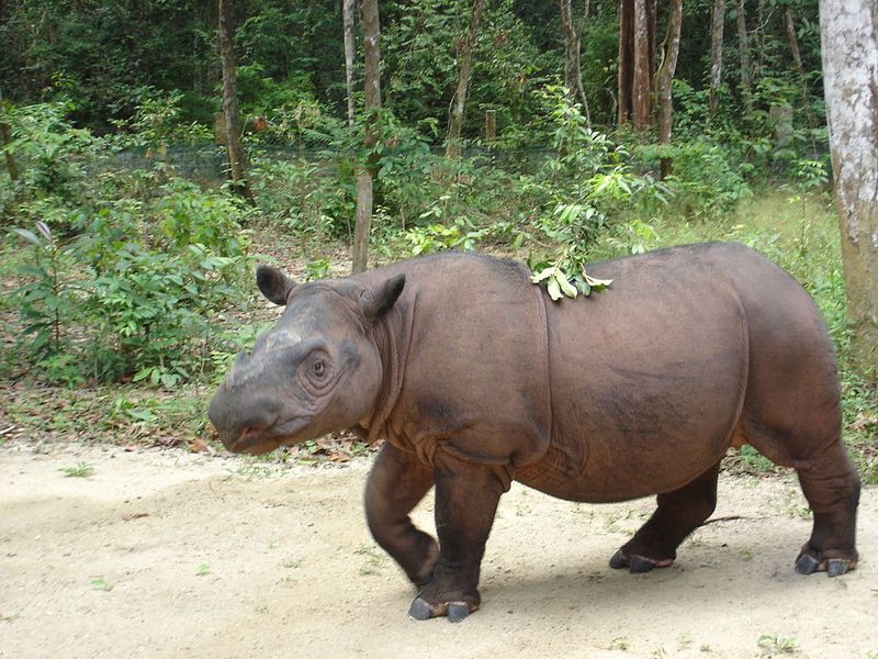 Ghost Of The Forest: Sumatran Rhino
