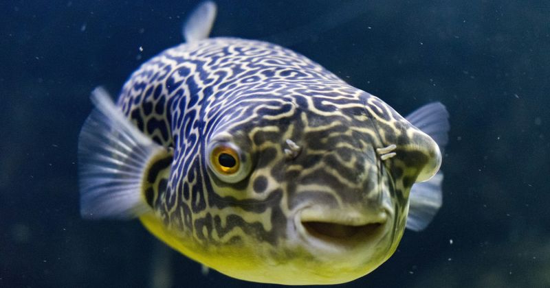 Mbu Pufferfish
