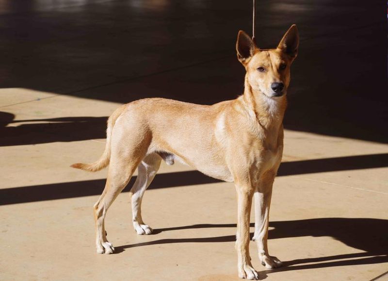 Carolina Dog: America's Wild Treasure