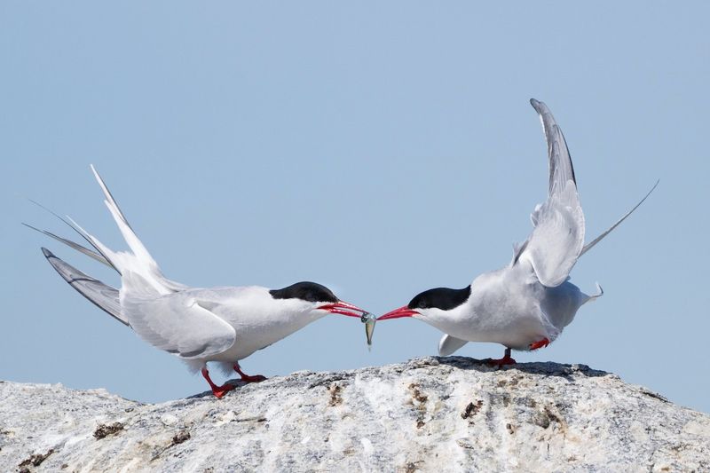 Kept Tern