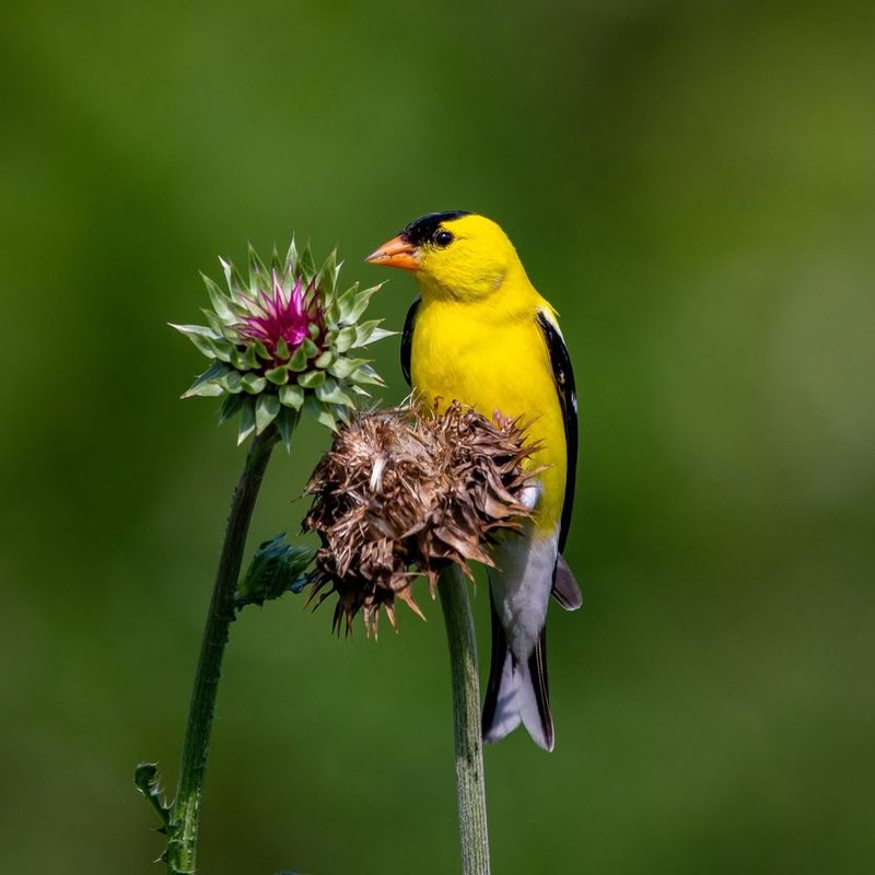 American Goldfinch