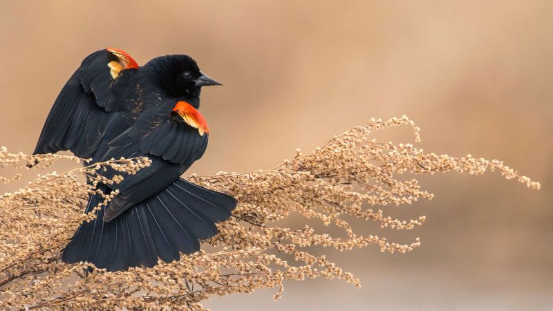 Red-winged Blackbird