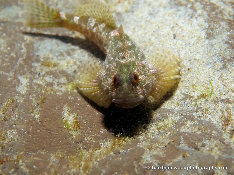 Tide Pool Sculpin