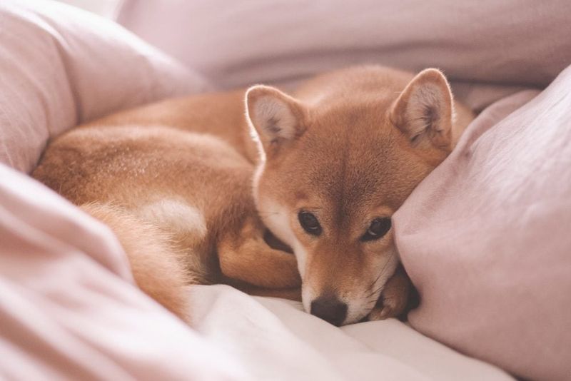Shiba Inu