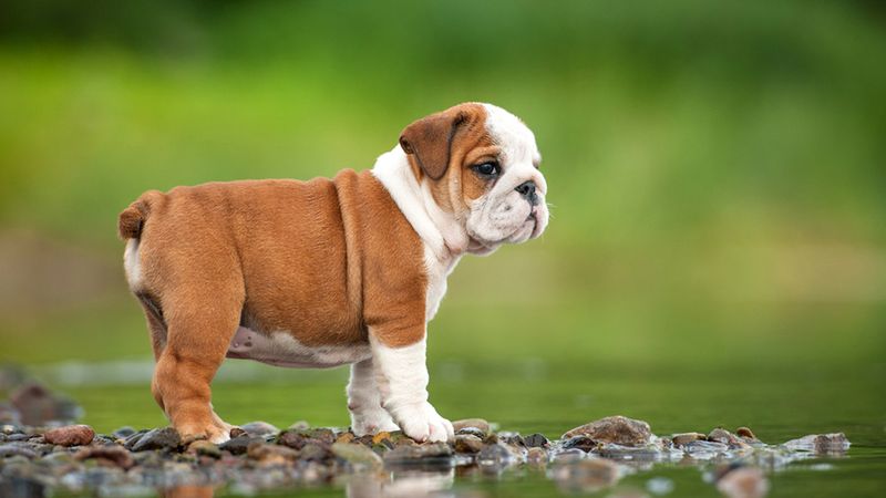 Bulldog