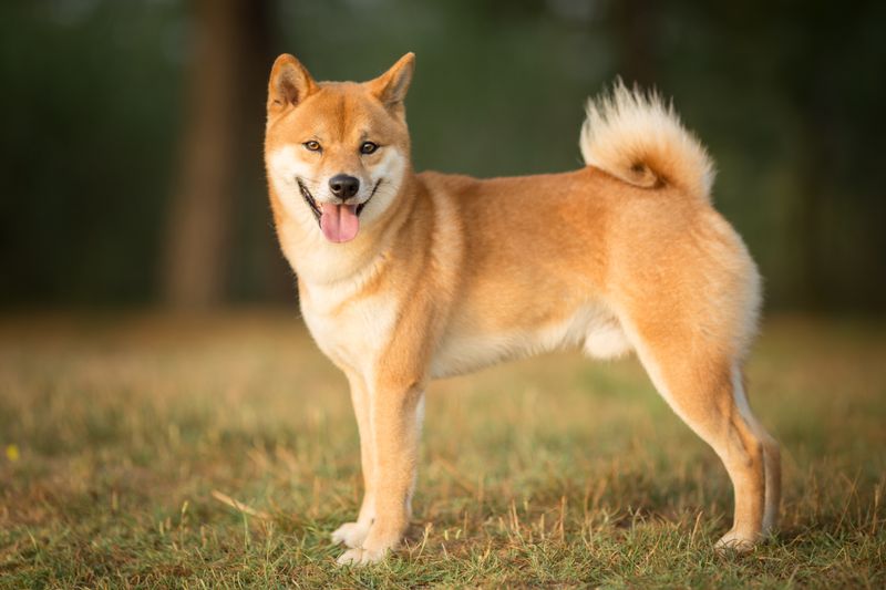 Shiba Inus