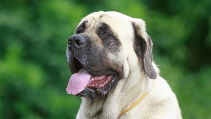 Mastiff