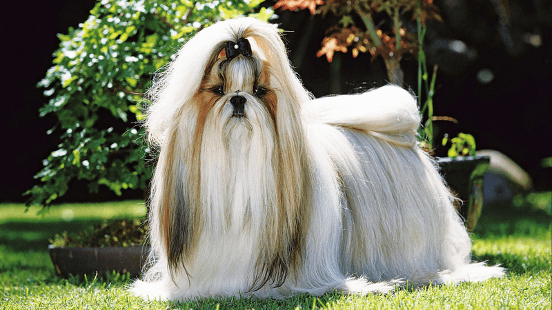Shih Tzu