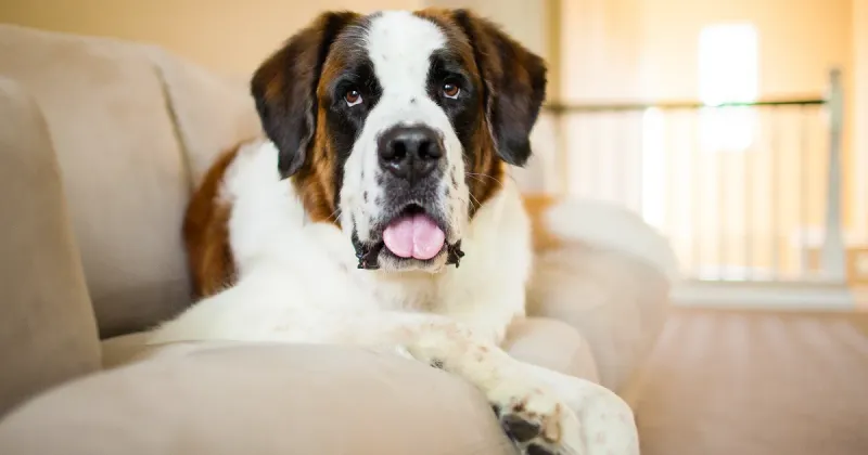 Saint Bernard