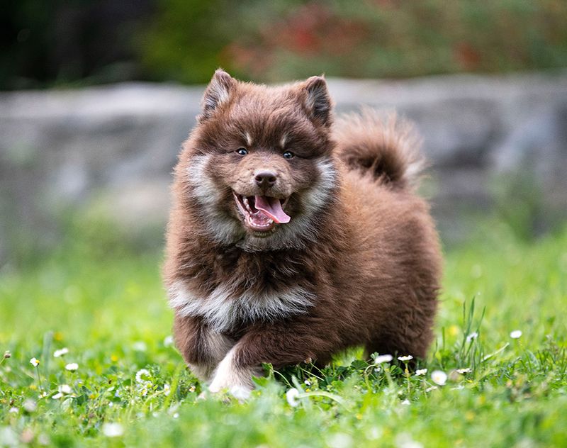 Finnish Lapphund