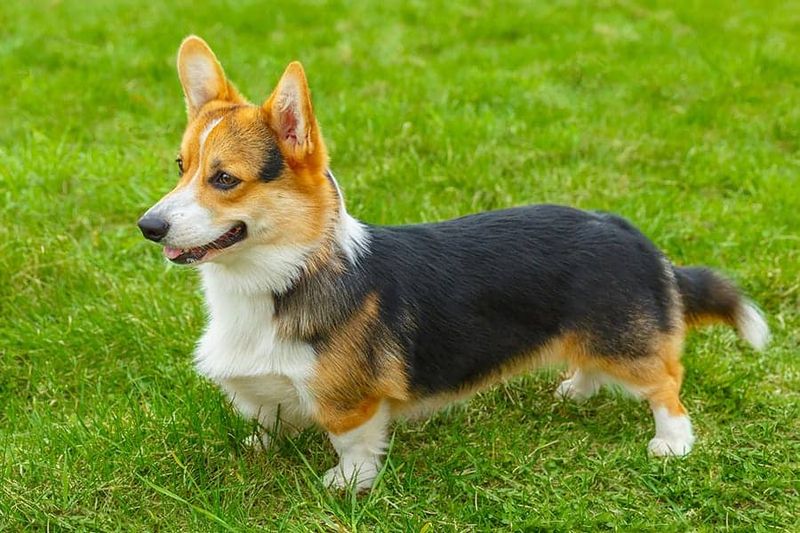 Corgi