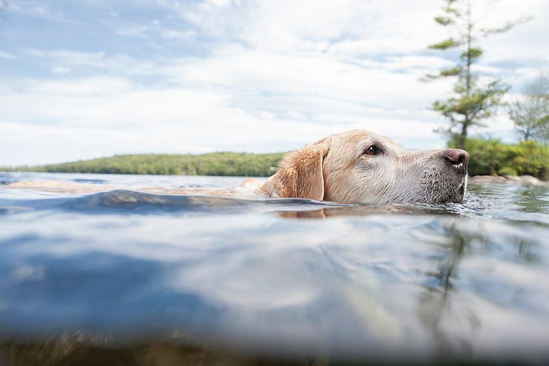Labrador Retriever