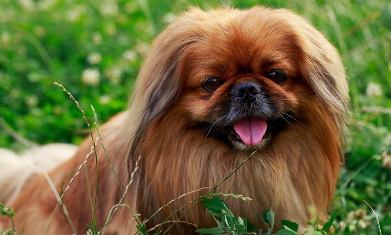 Pekingese Palace Pups