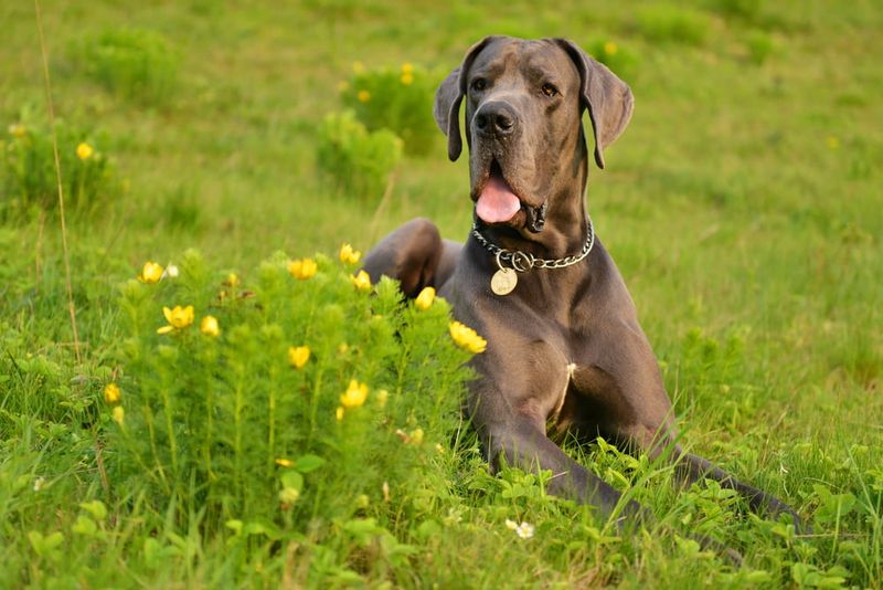 Great Dane