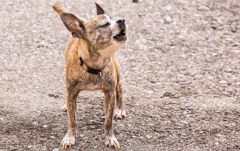 Chihuahua
