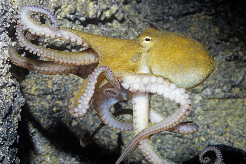 Octopus