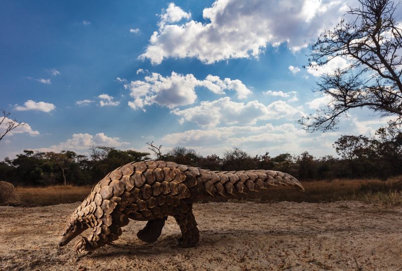 Pangolins And Carnivores