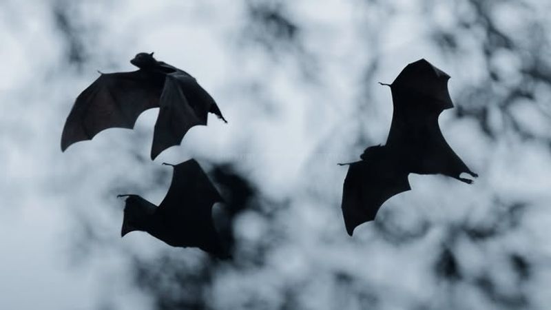 Bats Are Masters Of Flight
