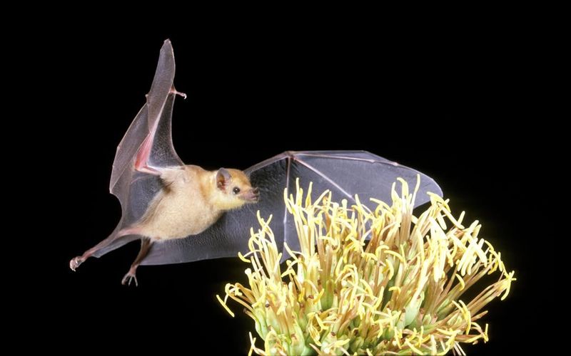 Bats Are Pollinators