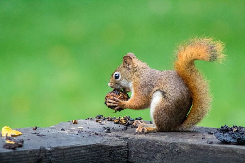 Squirrels Gathering Frantically