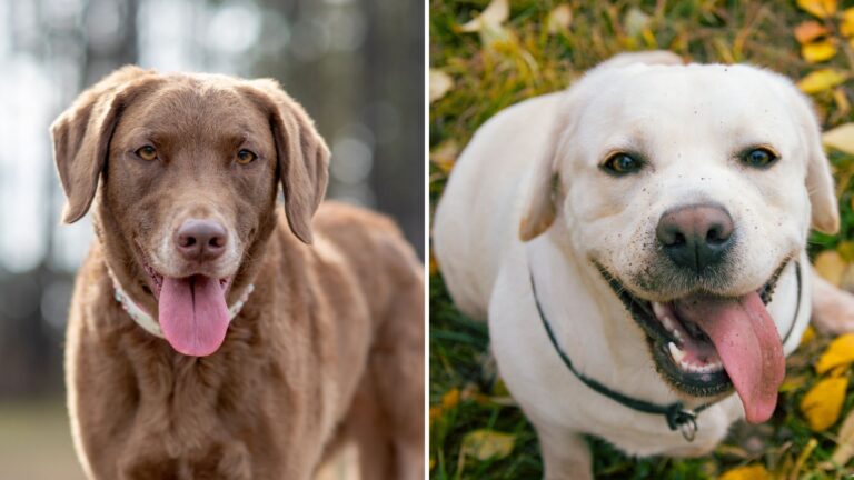 Battle Of The Retrievers 13 Key Comparisons Between The Chesapeake Bay And Labrador