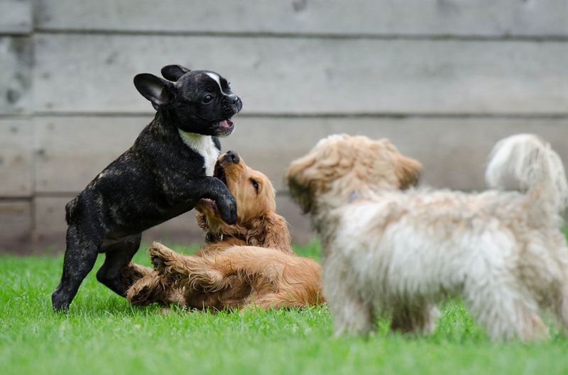 Socialize Your Dog Early