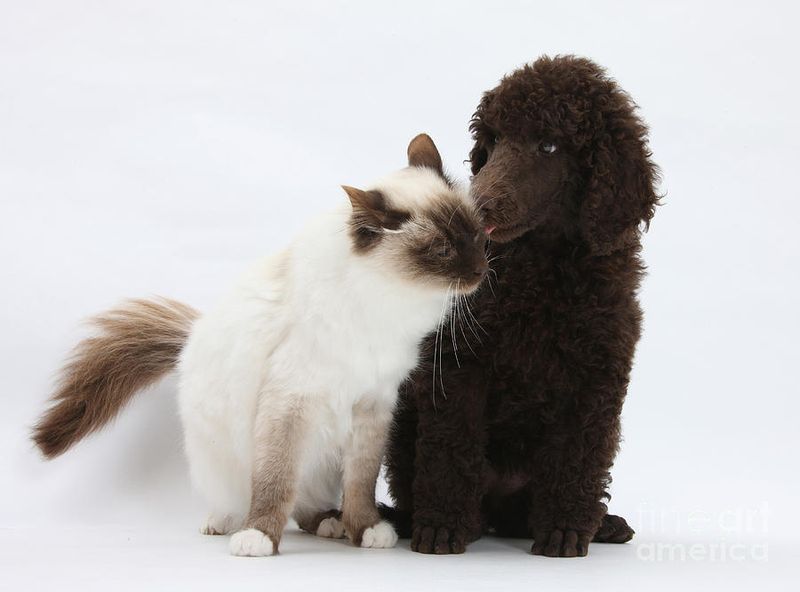 Poodle