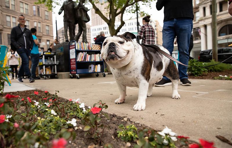 Bulldog