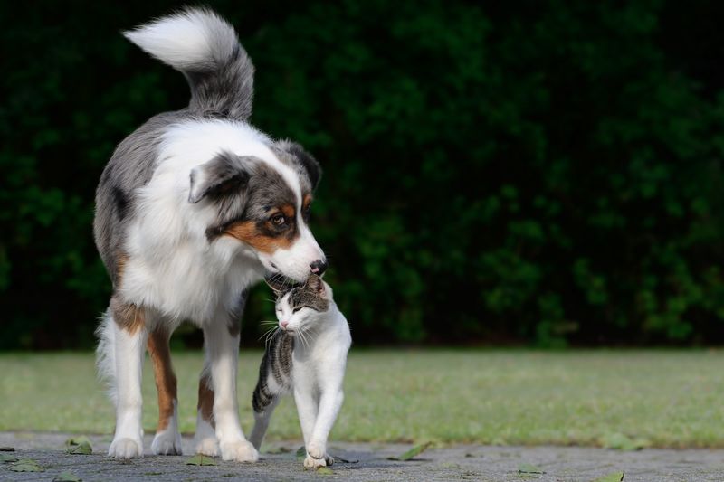 Australian Shepherd