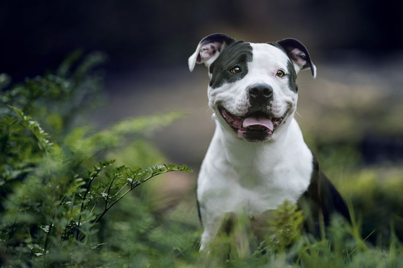 Staffordshire Bull Terrier