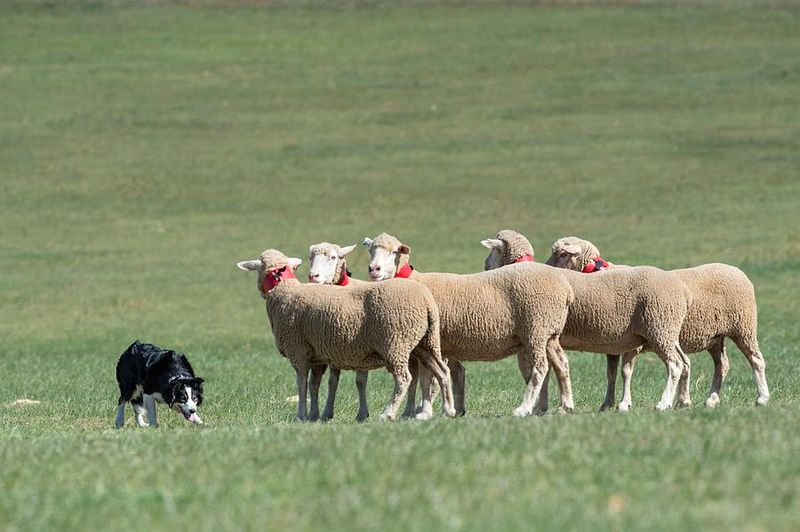 Border Collie