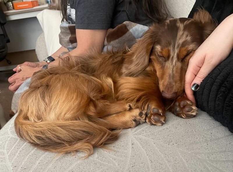 Dachshund