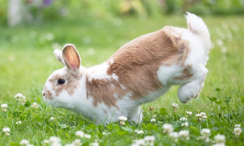 Rabbit