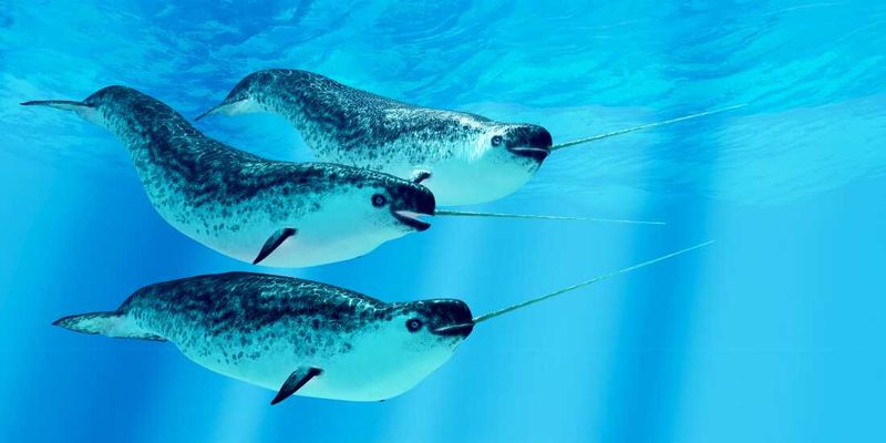 Narwhal