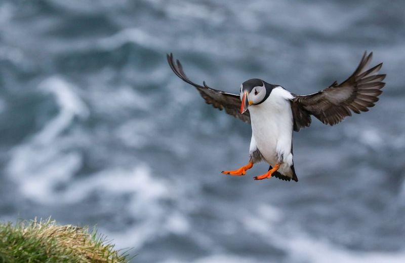 Atlantic Puffin
