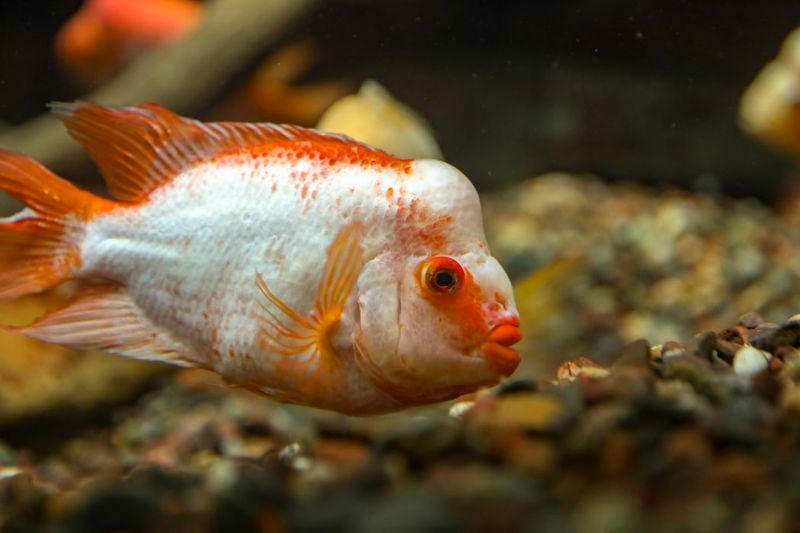 The Striking Blood Parrot Cichlid
