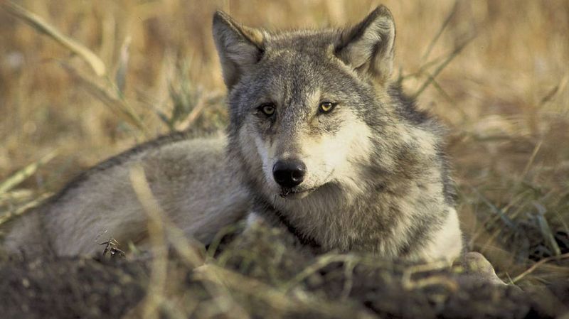 Wolves: Pack Psychology