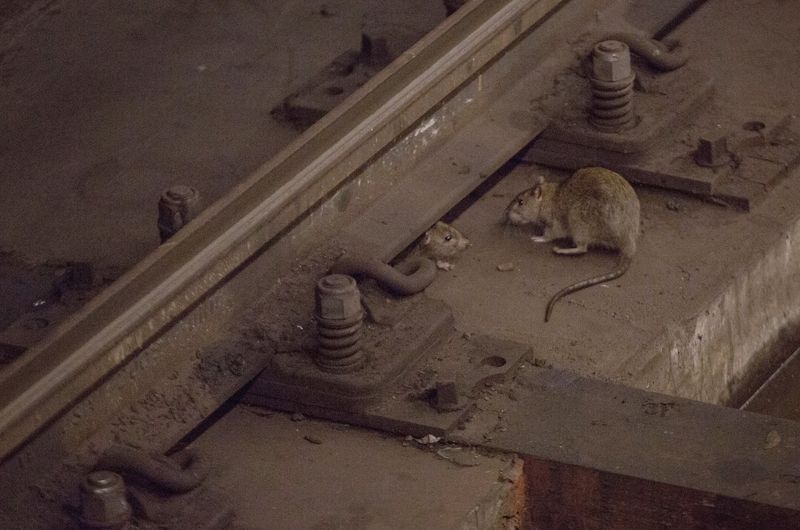 Rats Fleeing Subways