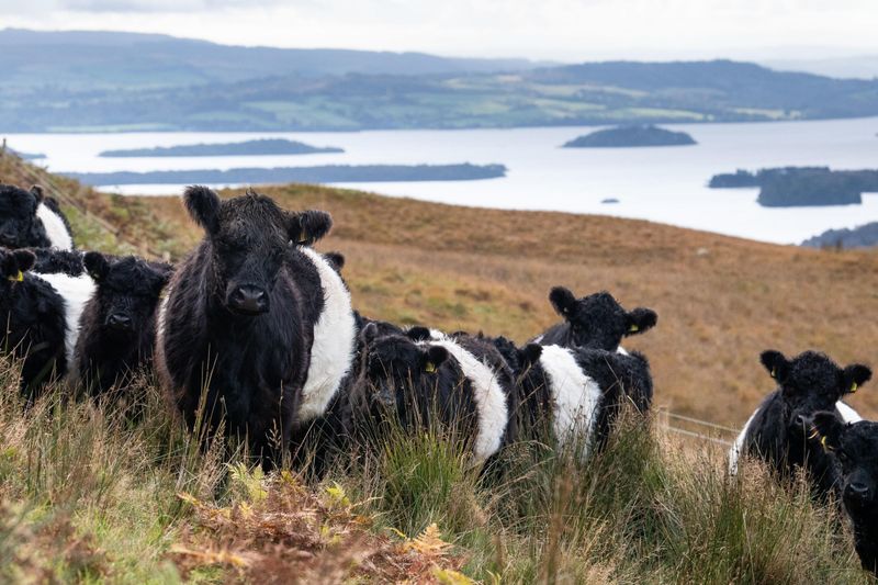 Galloway