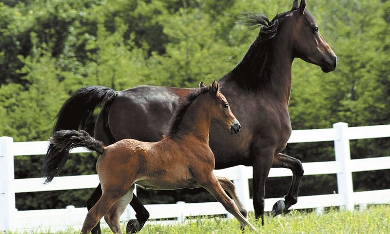 Morgan Horse