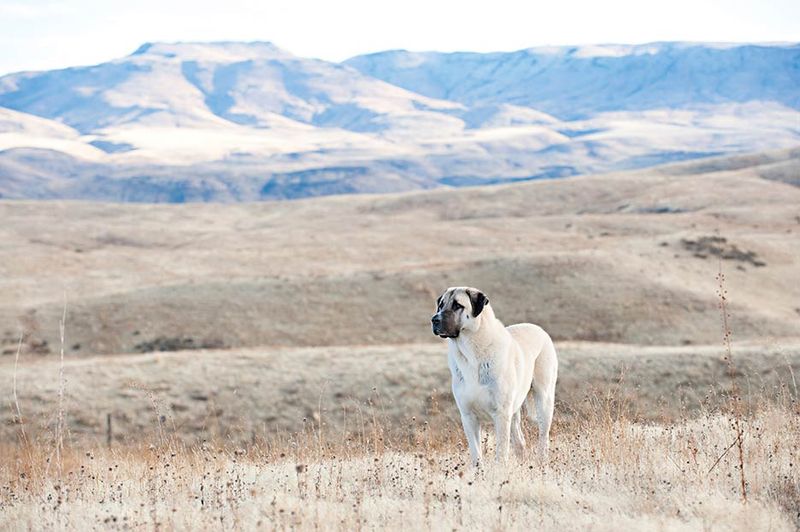 Anatolian Shepherd