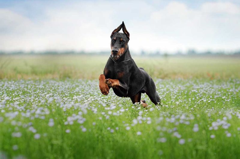 Doberman Pinscher: The Vigilant Sentinel