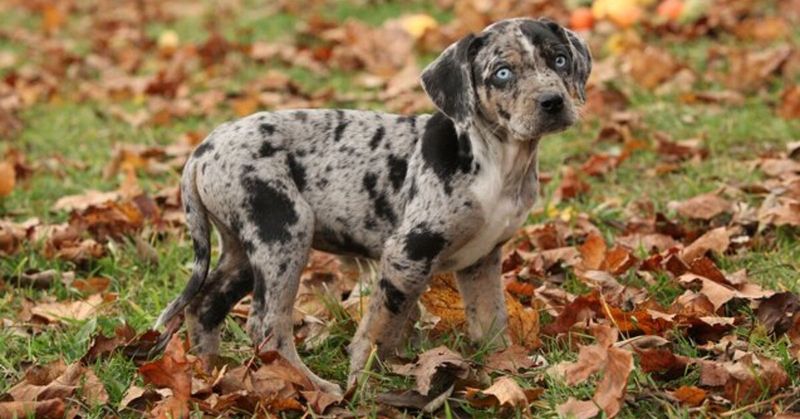 Catahoula Leopard Dogs: The Timber Markers