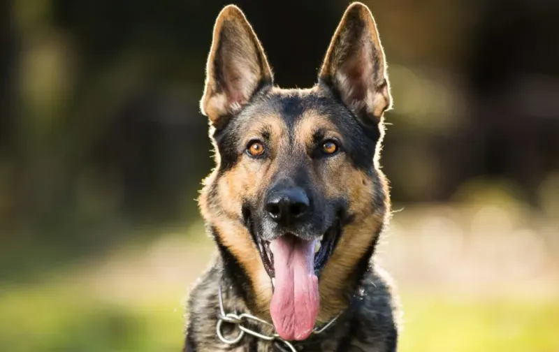German Shepherd