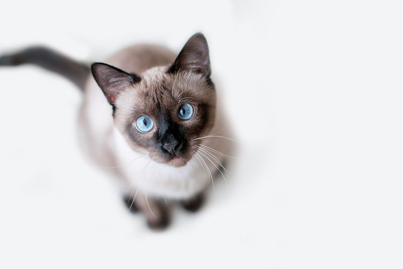 Siamese Cat