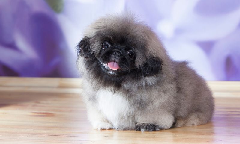 Pekingese