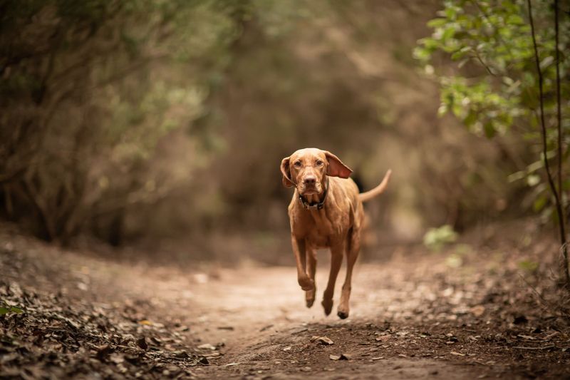 Vizsla's Endurance Engine