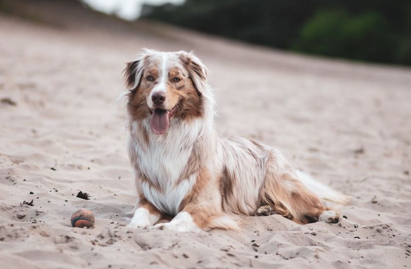 Australian Shepherd