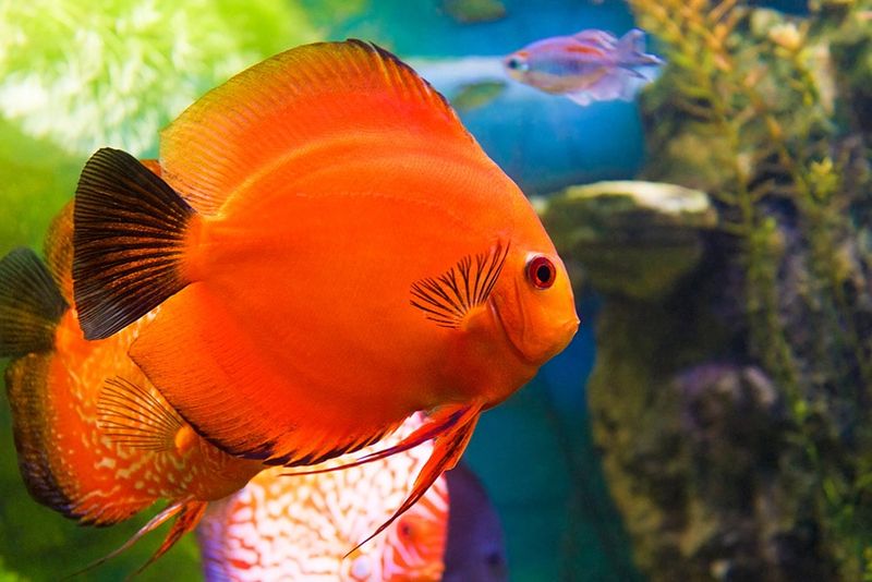 Discus Fish